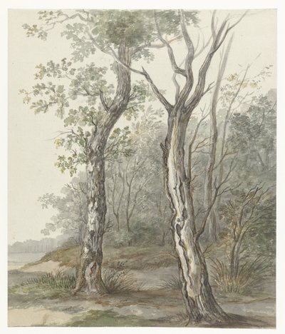 Paysage forestier - Jan Dasveldt