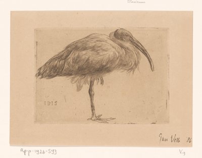 Ibis - Jan Veth (signed by artist)