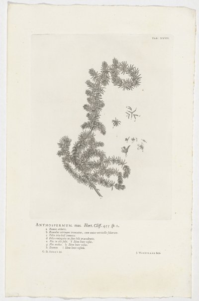 Anthospermum aethiopicum - Jan Wandelaar