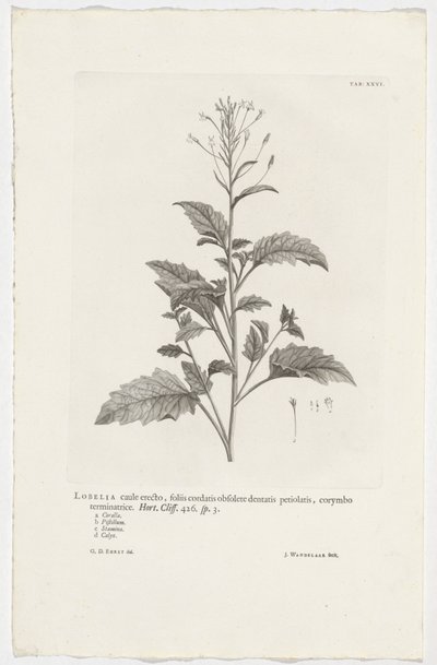 Lobelia cliffortiana - Jan Wandelaar