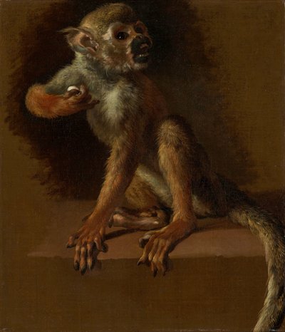 Un singe assis - Jan Baptist Weenix
