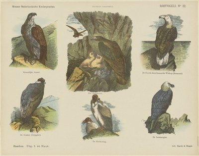 Oiseaux de proie (titre sur l