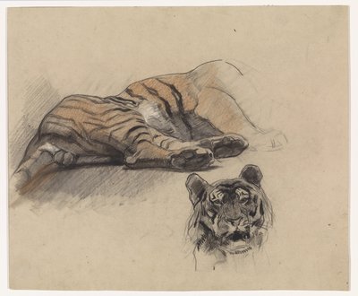 Tigre couché et tête de tigre - Jan van Essen