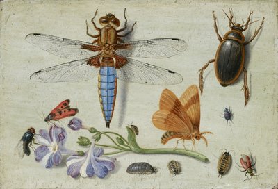 Un hanneton, coléoptère, cloportes et autres insectes, avec une branche d