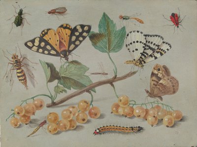 Étude de papillon et d