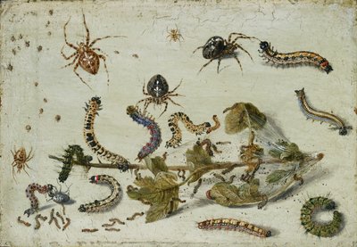Diverses araignées et chenilles, avec une branche de groseille, début des années 1650 - Jan van Kessel