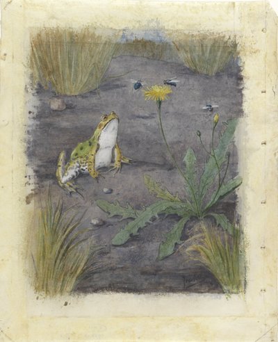 Grenouille près d
