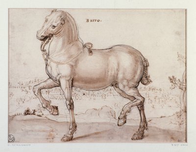 Étude pour un cheval. Dessin de Giovanni Stradano (Jan van der Straet) (1523-1605) Florence, Gabinetto Disegni e Stampe, Uffizi - Jan van der Straet