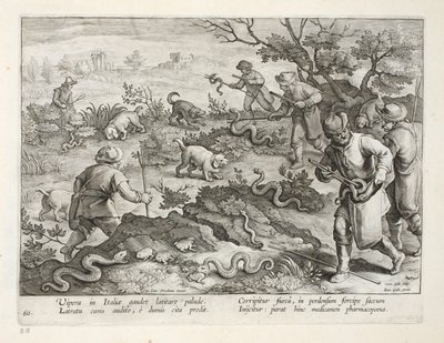 Vipères italiennes mangeant des crapauds, planche 60, illustration de 
