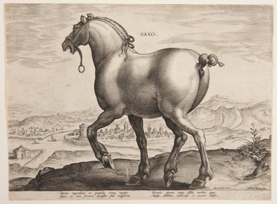 Un cheval saxon, du premier ensemble de "Equile Joannis Austriaci" - Jan van der Straet, called Stradanus