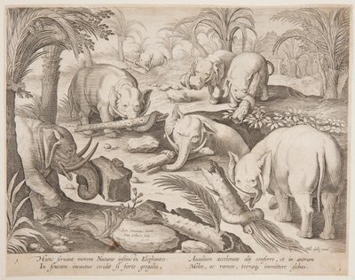 Éléphants s