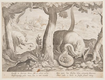Combat entre éléphants et serpents, planche 2 de la série Venationes Ferarum, Avium, Piscium - Jan van der Straet, called Stradanus