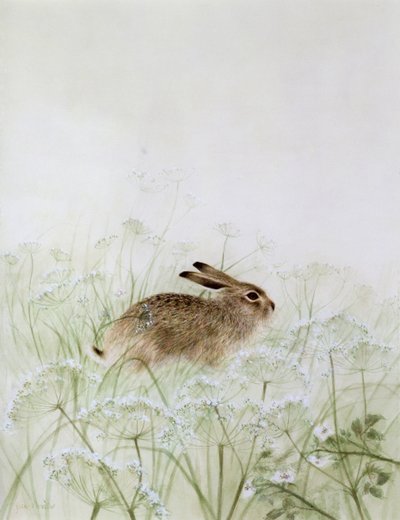 Lapin - Jane Neville