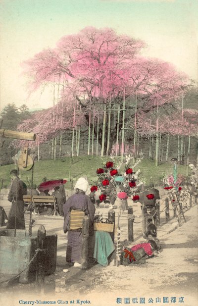 Fleurs de cerisier, Gion, Kyoto, Japon - Japanese Photographer