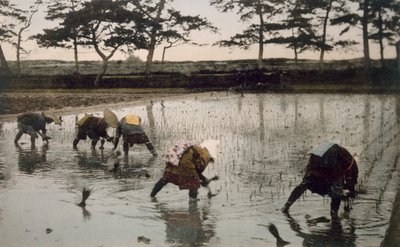 Cinq paysans replantant du riz dans une rizière - Japanese Photographer