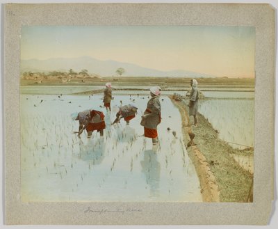 Transplantation du riz, Japon - Japanese Photographer