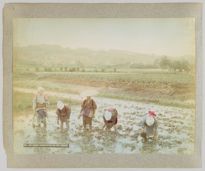 Transplantation de pousses de riz, Japon (photo noir et blanc colorisée à la main) - Japanese Photographer