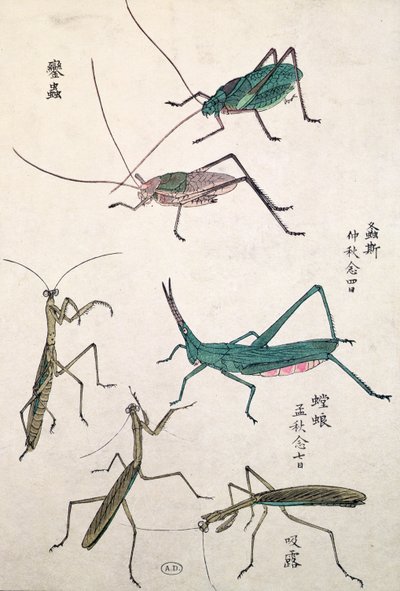 Sauterelles et mantes (impression sur bois en couleur) - Japanese School