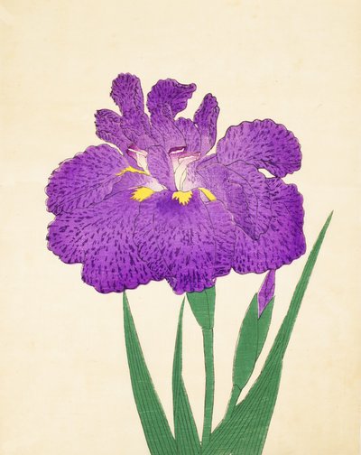 Nyo-Nishiki, no.11, 1898 - Japanese School
