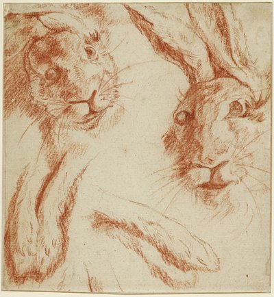 Études de lapins : deux têtes et deux paires de pattes - Jean-Baptiste Oudry
