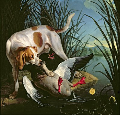 Chien avec un canard sauvage - Jean Baptiste Oudry