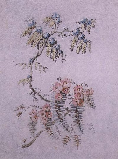 Étude décorative de fleurs et de baies - Jean Baptiste Pillement