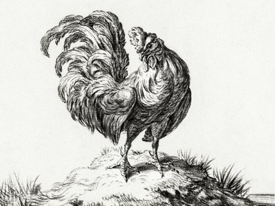 Un poulet, perché sur une colline - Jean Bernard