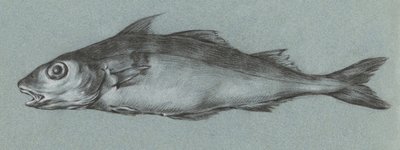 Fish Green (1775-1833) - Jean Bernard