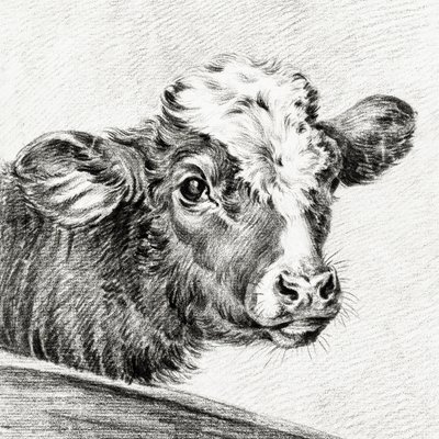 Tête de vache - Jean Bernard