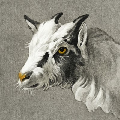 Tête de chèvre - Jean Bernard