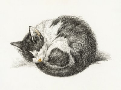 Chat endormi recroquevillé (1825) - Jean Bernard