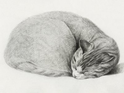 Chat recroquevillé, endormi, par Jean Bernard (1775-1883) - Jean Bernard