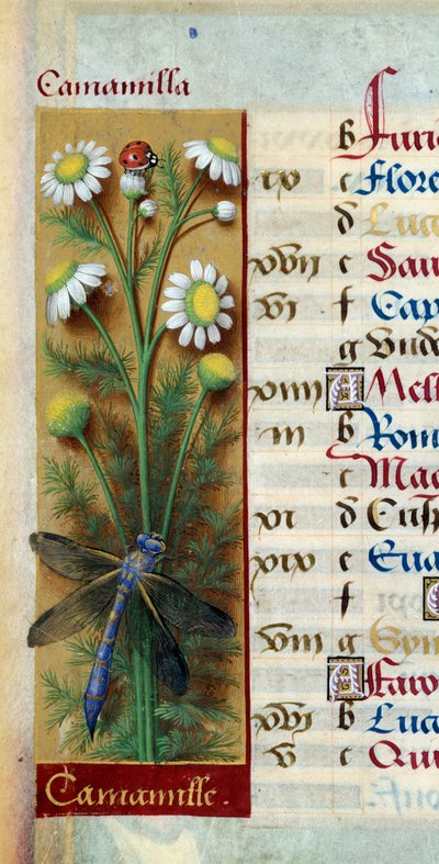 Botanique : camomille avec coccinelle et libellule. Miniature tirée des « Grandes Heures d