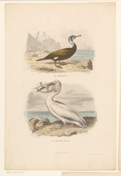 Cormoran et pélican blanc - Jean Charles Pardinel