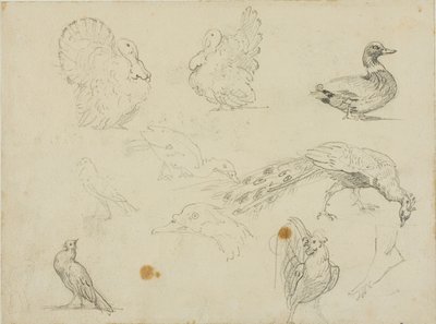 Croquis de volailles - Jean Louis André Théodore Géricault