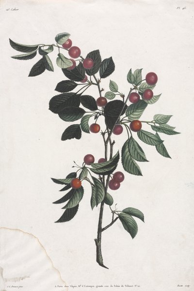 Collection des fleurs et des fruits : Branches de cerises précoces - Jean Louis Prevost
