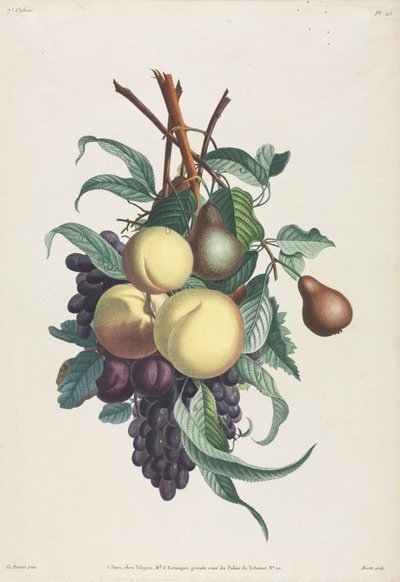 Collection des fleurs et des fruits: Branches de rousselet, pêche, prune et raisin - Jean Louis Prevost