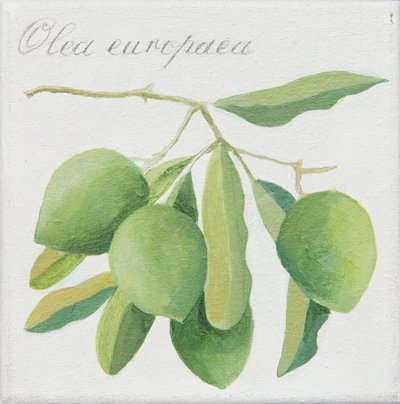 Olives vertes (acrylique) - Jennifer Abbott