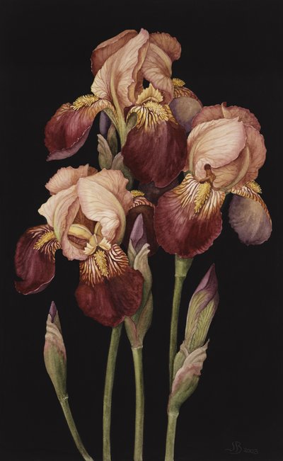 Iris - Jenny Barron
