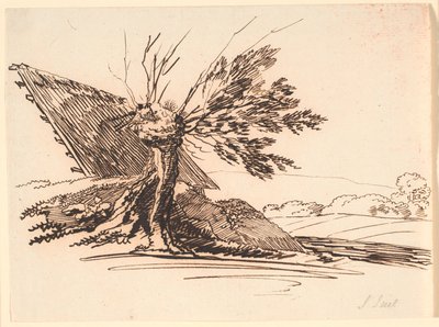 Un vieux saule taillé et la moitié d