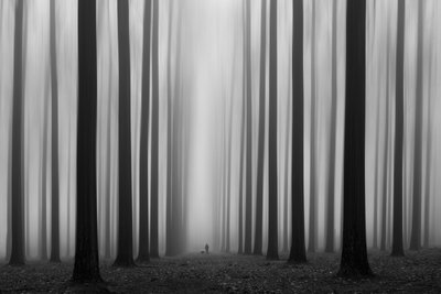 Sentier de la forêt brumeuse - Jochen Bongaerts