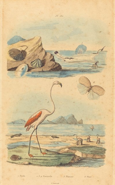 Flamants roses et coquillages - Joh. Baptist Pfitzer after Acavie Baron