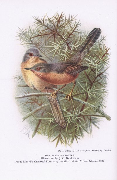 Fauvettes pitchou, Nature en Grande-Bretagne publiée par Collins, 1946 - Johan Gerard Keulemans