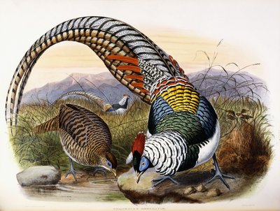 Thaumalea Amherstiae - Johan Gerard Keulemans