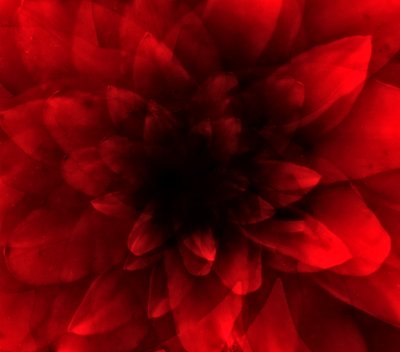 Fleur ombre rouge, 2016 - Johan Lilja