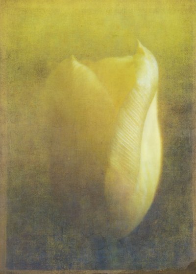 Tulipe, 2015 - Johan Lilja