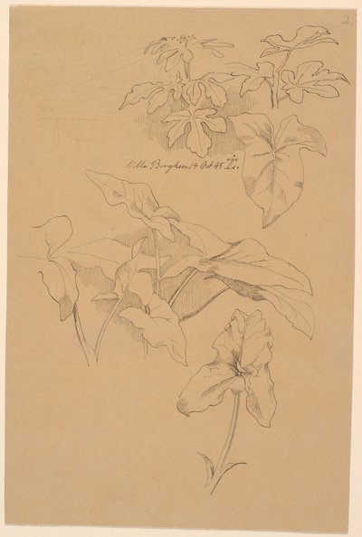 Études de feuilles, y compris une Kala. En haut : griffonnage au crayon d