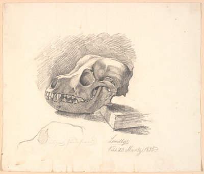 Crâne de chien. En bas, étude inachevée du même motif - Johan Thomas Lundbye