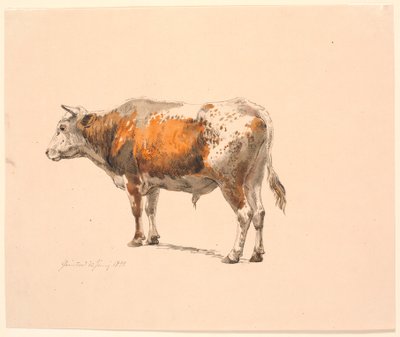 Taureau rouge et blanc debout, tourné vers la gauche, vu de biais par derrière - Johan Thomas Lundbye