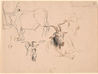 Étude de bœuf et deux études de têtes de chèvre ainsi qu